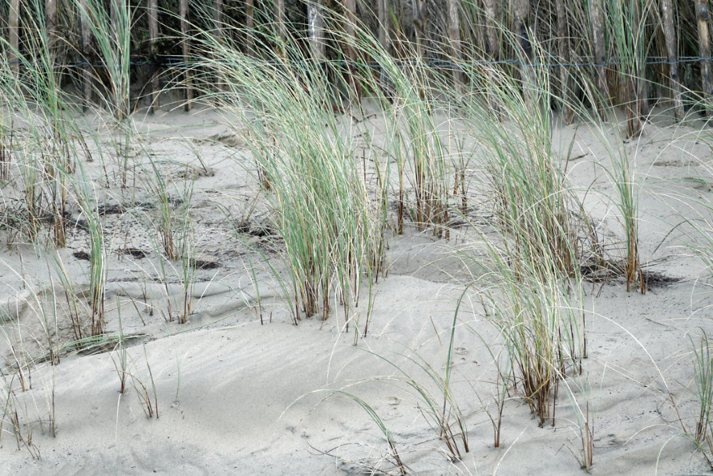 l'oyat fixe le sable
