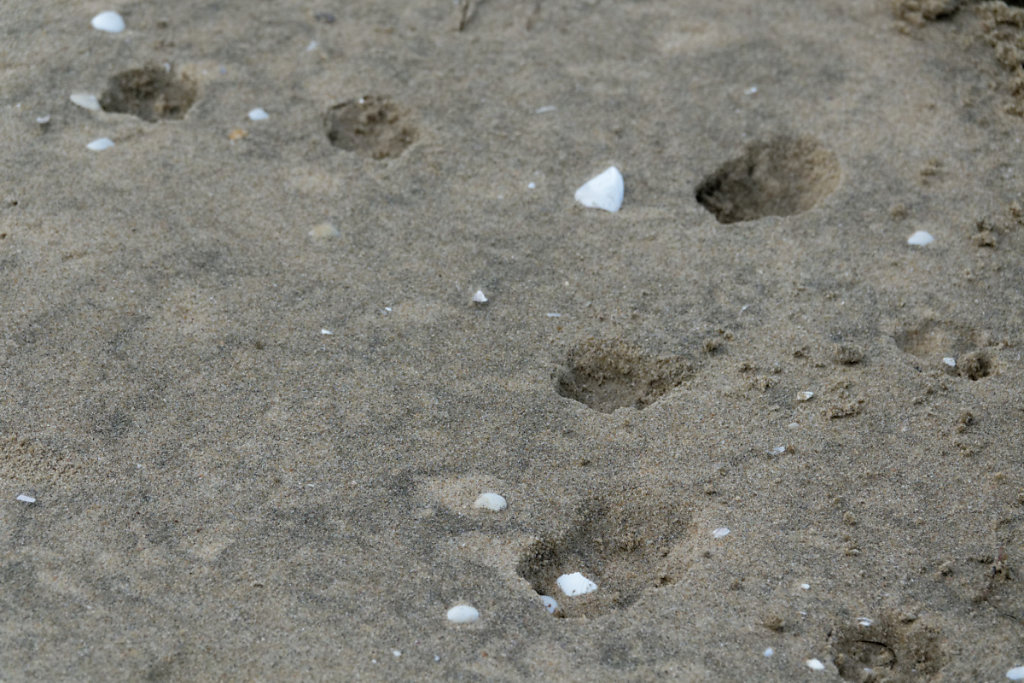 Empreinte de lièvre