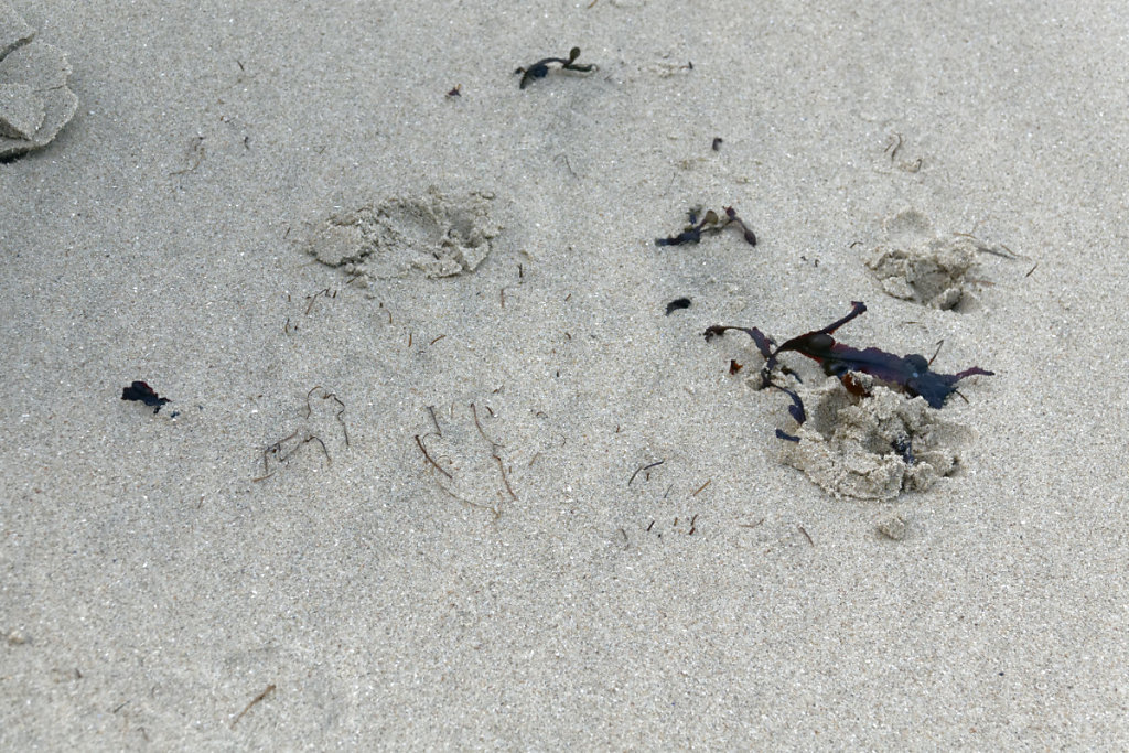Laisses de mer : zostères naines et fucus