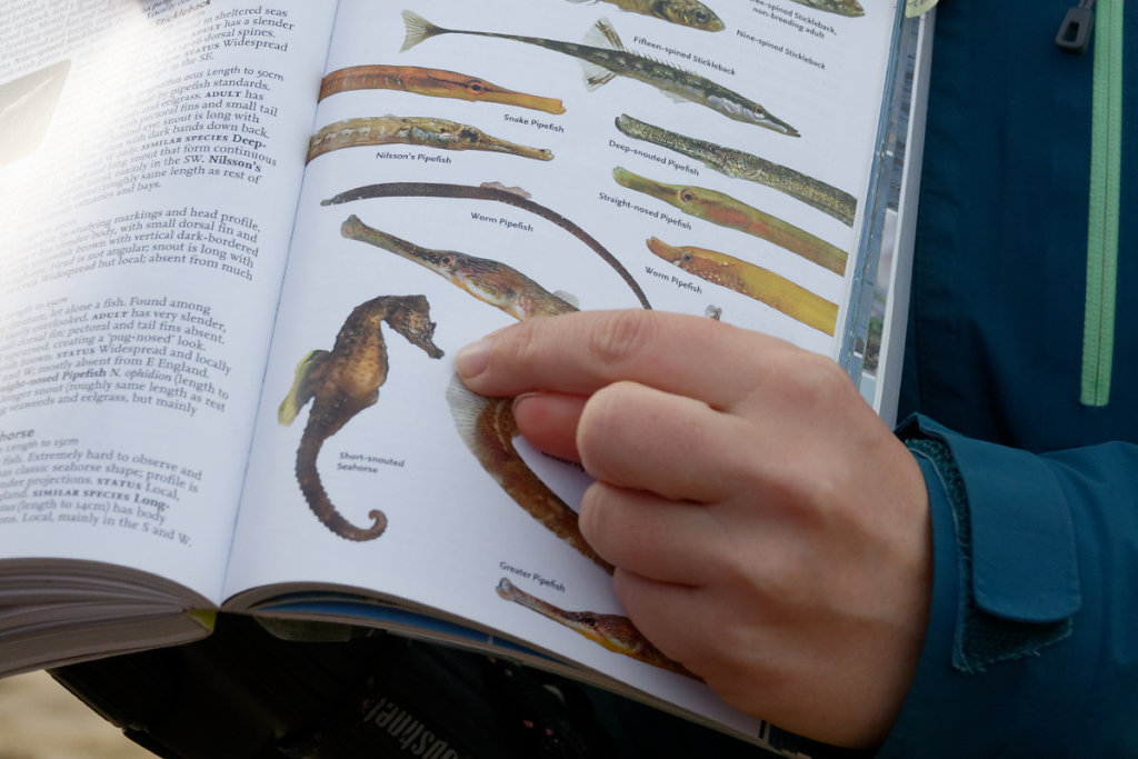 Un hippocampe qui fréquente les vasières uente