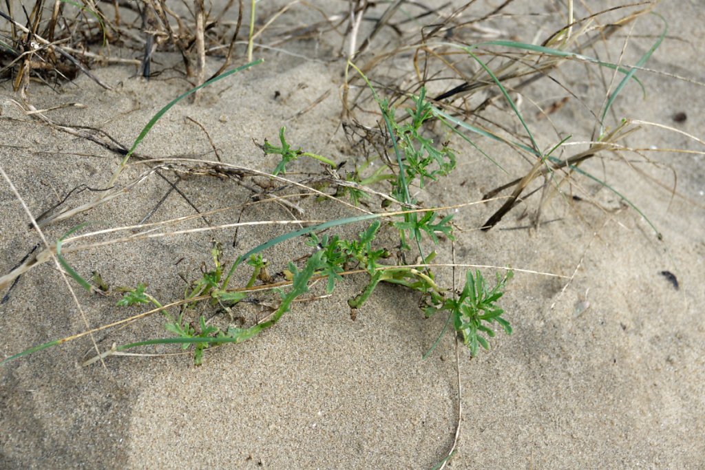 Cakile ou roquette de mer