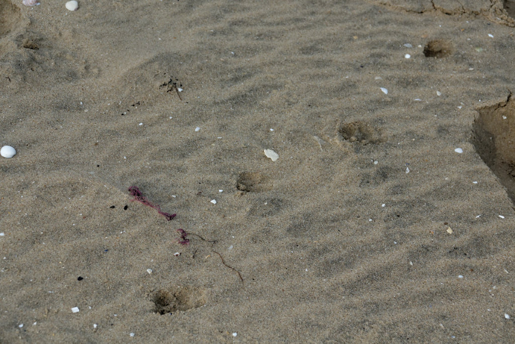 Empreintes de renard