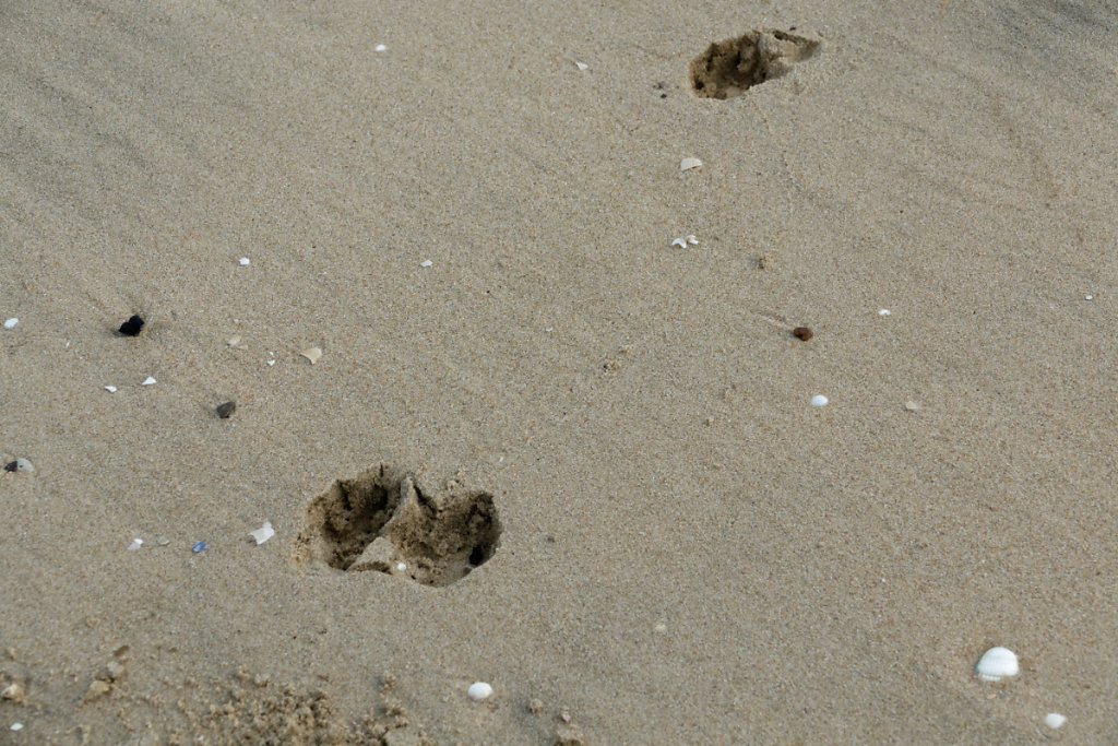Empreintes de renard