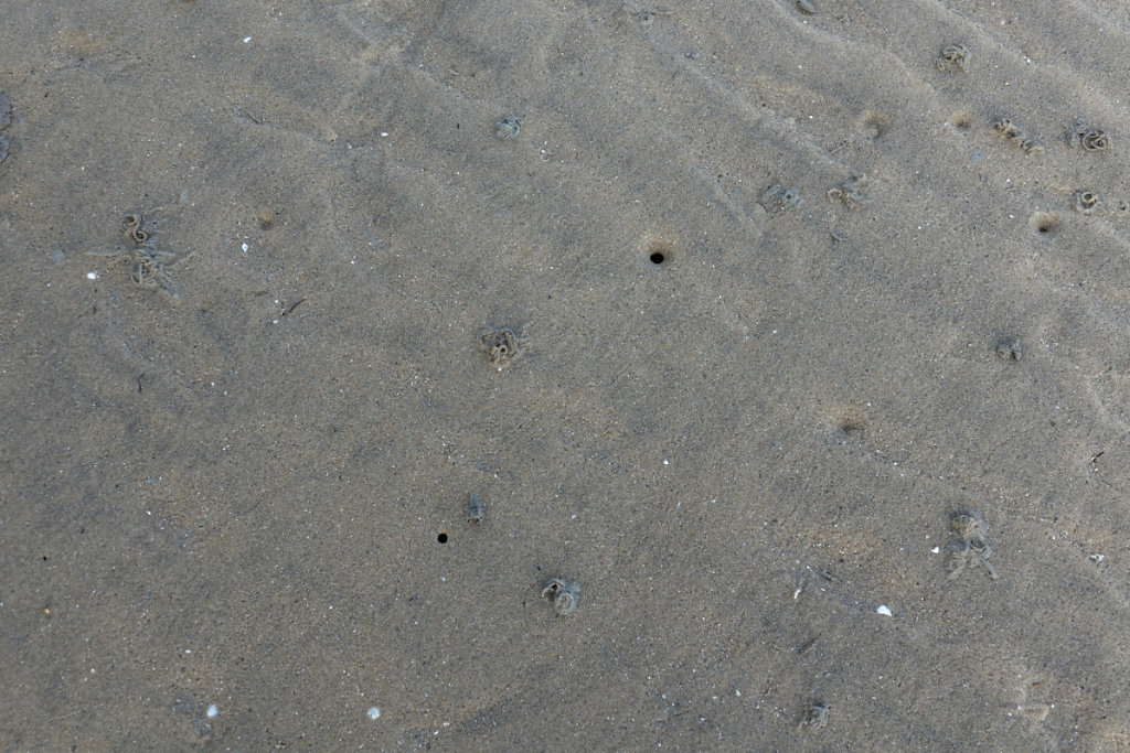 Présence de ver arénicole