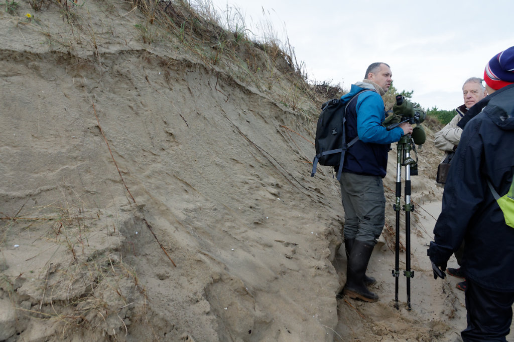 Les très longues racines de l'oyat qui plongent jusqu'à la nappe phréatique