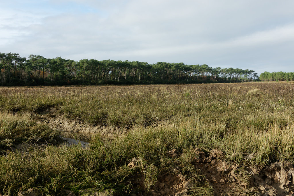 La végétation du shorre