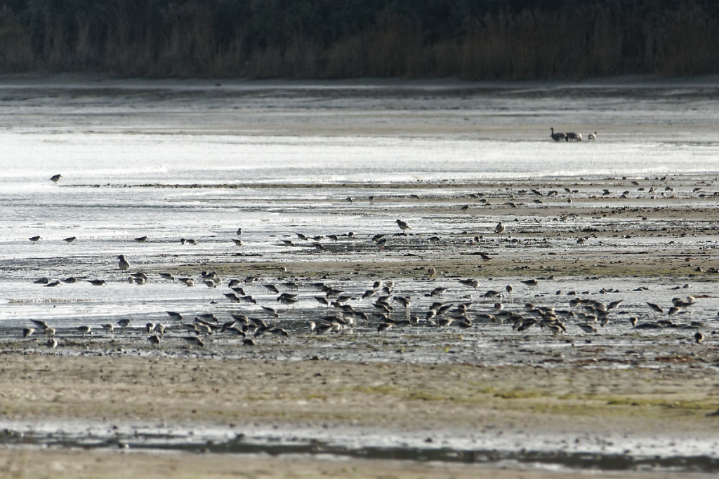 Bécasseaux variables et grands gravelots