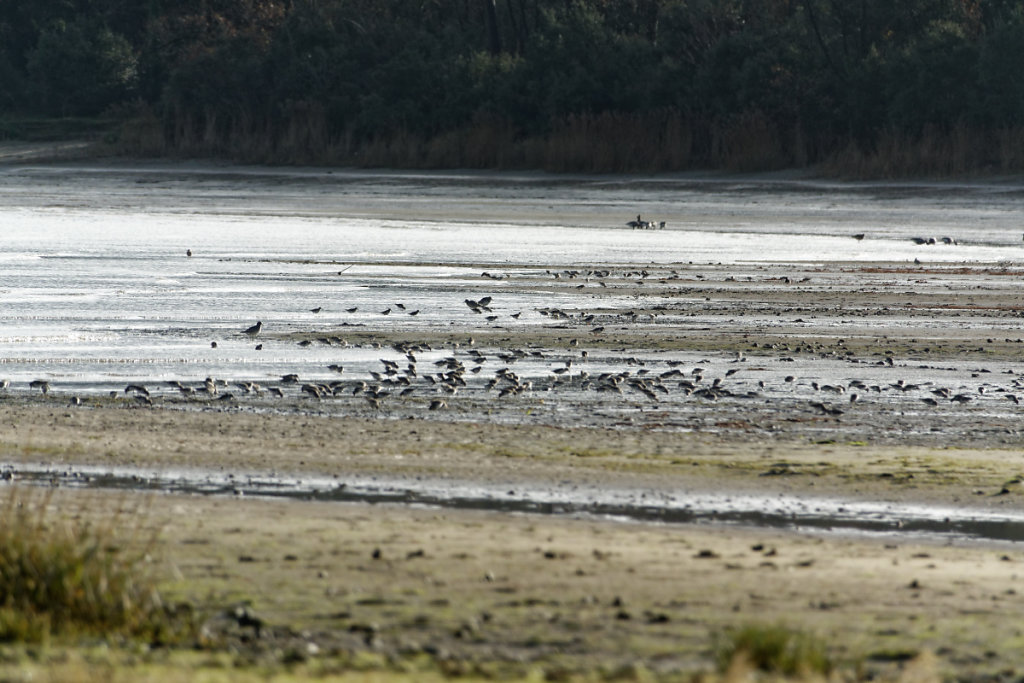 Bécasseaux variables et grands gravelots