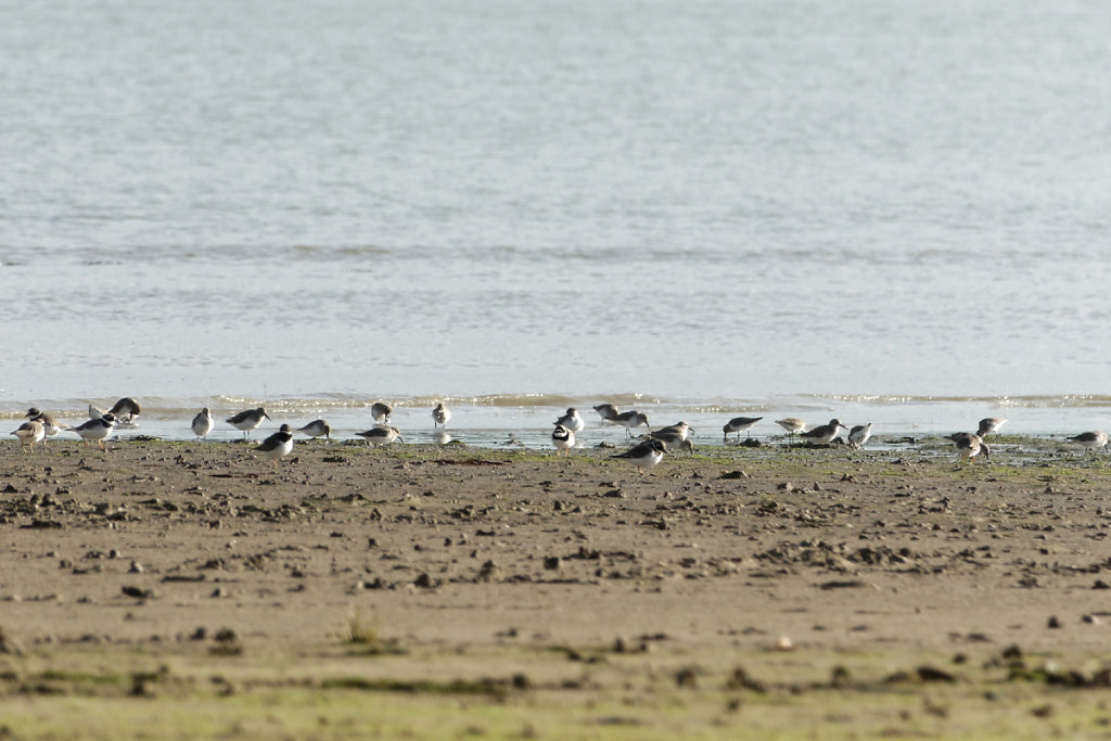 Bécasseaux variables et grands gravelots