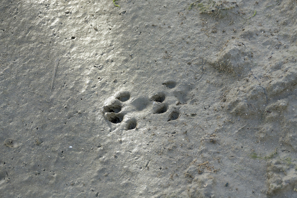 La loutre est passée par là