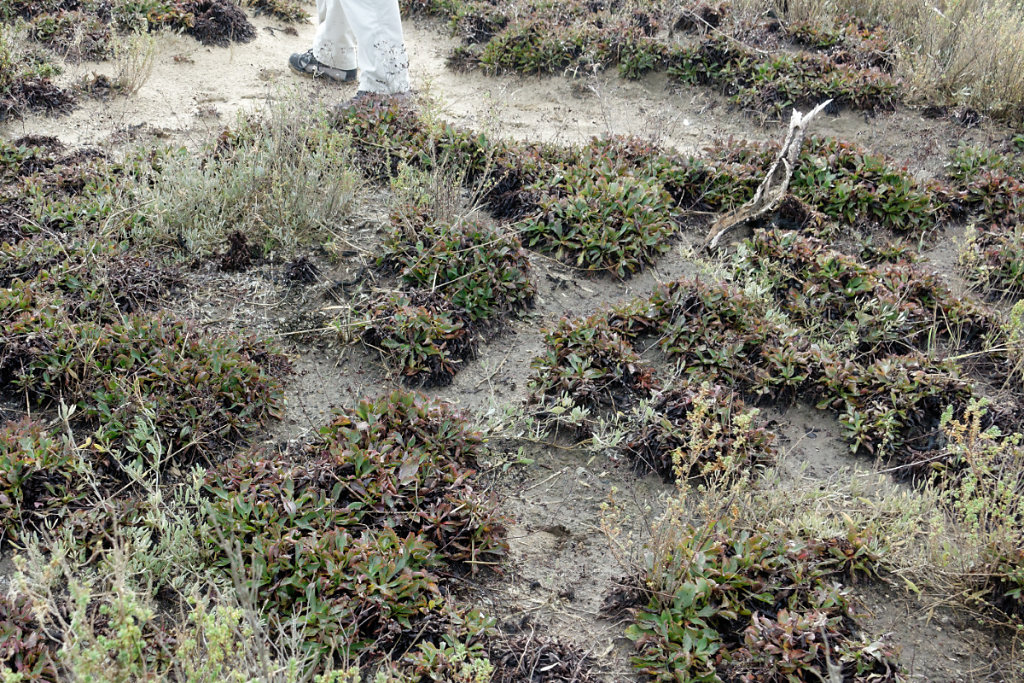 Limonium - lavande de mer