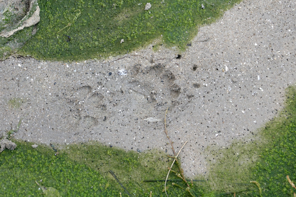 Empreintes de blaireau