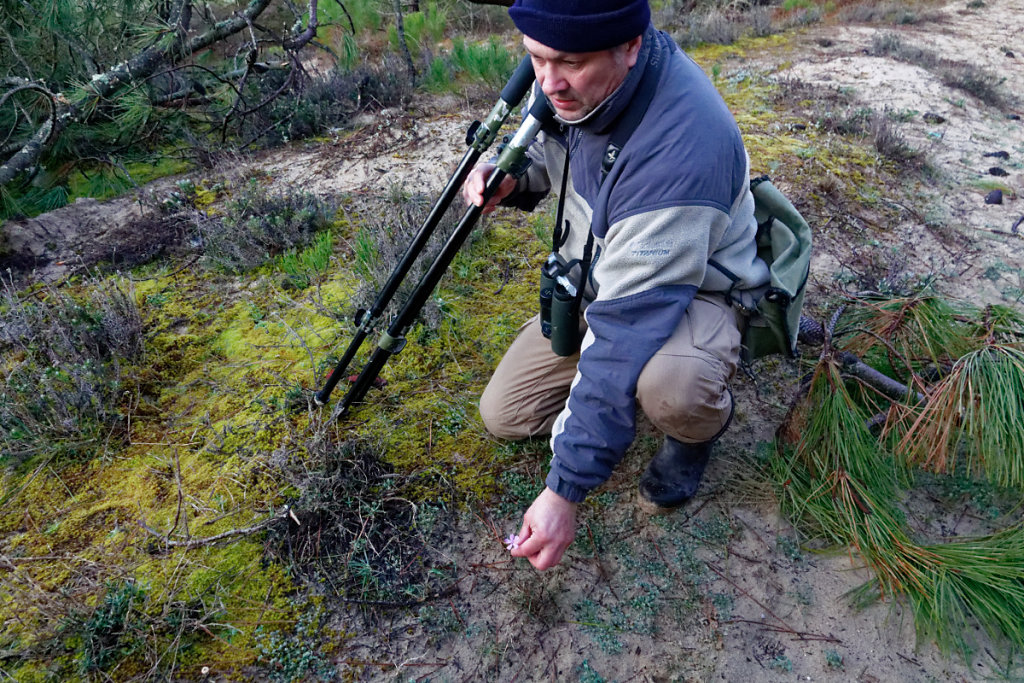 JMT nous montre une touffe d'oeillets