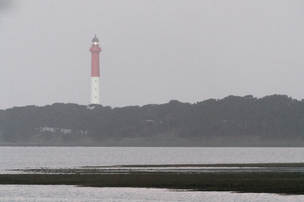 Les oiseaux sont au rendez-vous sur la vasière.