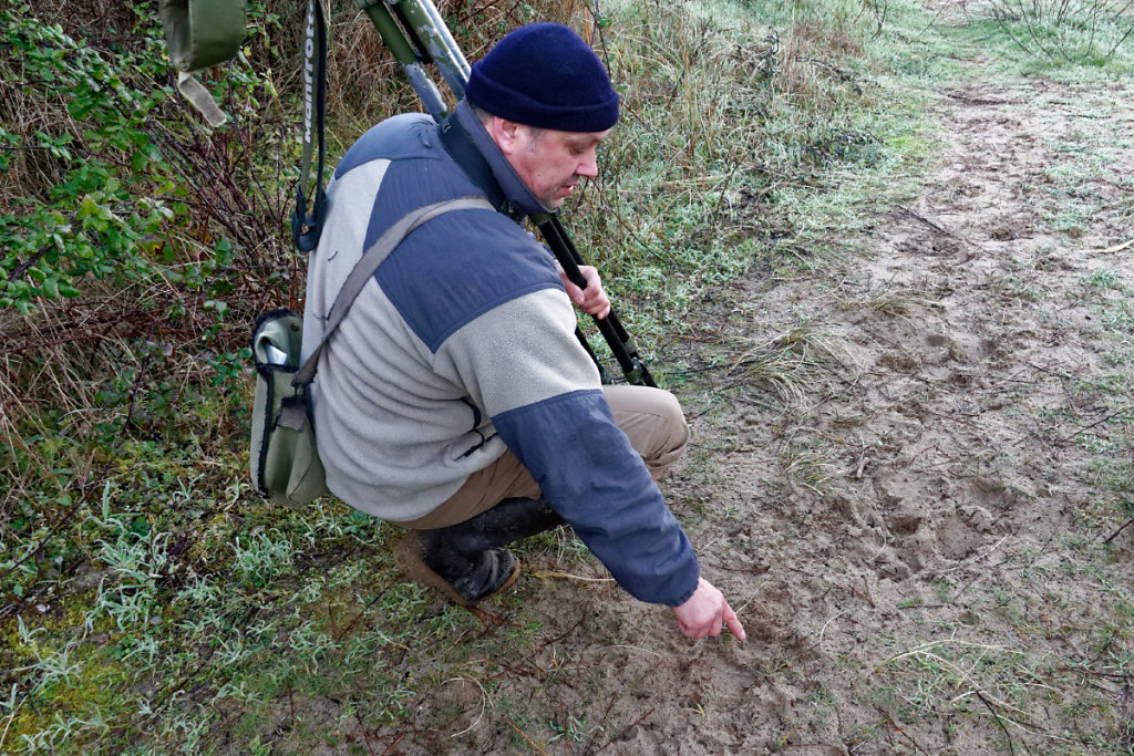 Des traces de blaireau
