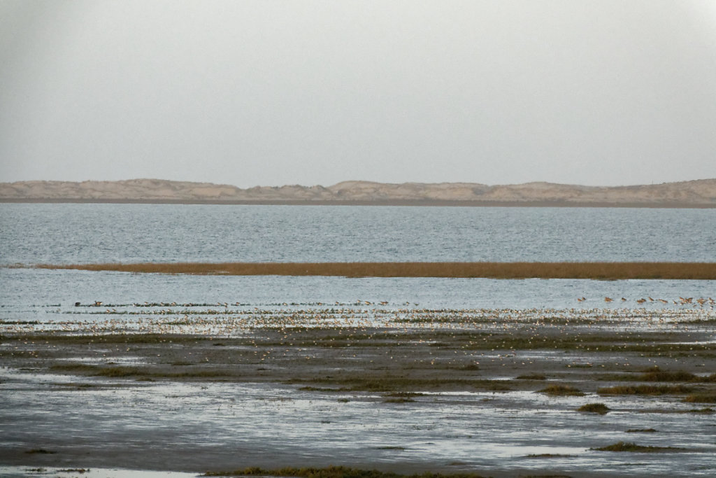 JMT évalue le mbre de bécasseaux variables présents à 4000.