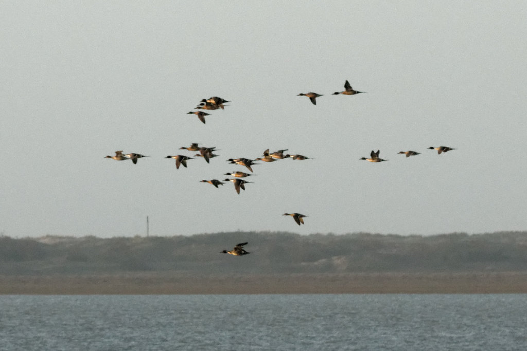 Vol de canards pillet