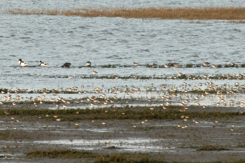 Au fond à gauche deux tadornes de Belon