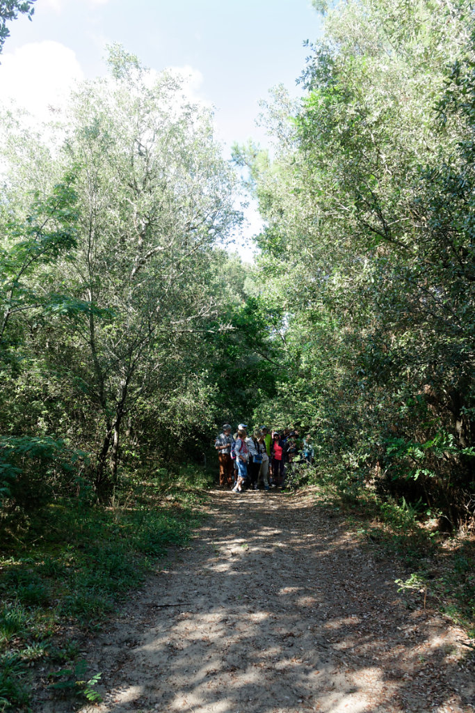 Lignes et tranchées quadrillent la forêt
