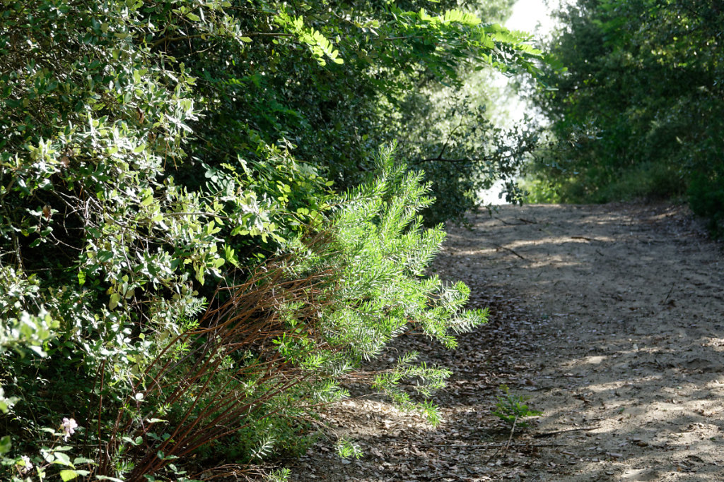 le sainbois  ou garou