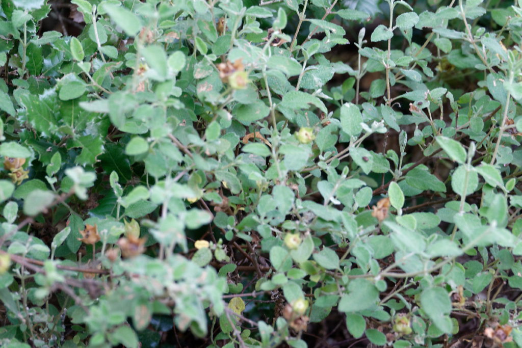 le ciste à feuilles de sauge