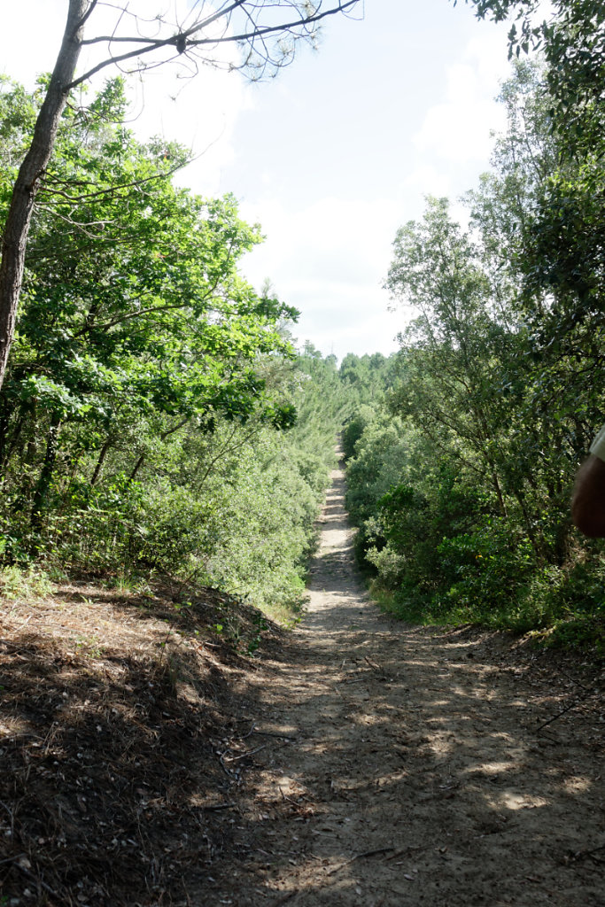 la partie jeune de la forêt des Combots