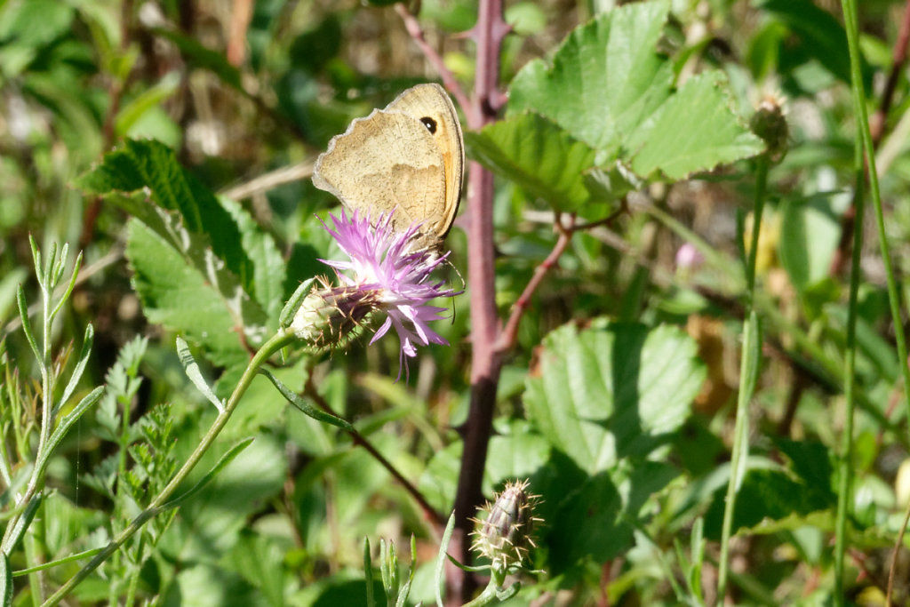 centaurée aspera et papillon amaryllis