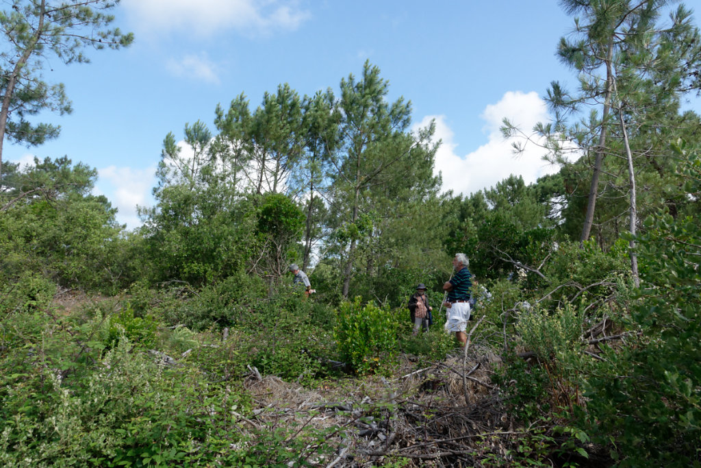 les rémanents sont laissés sur place après interventions de l'ONF, ils participent à la régénération du sol forestier