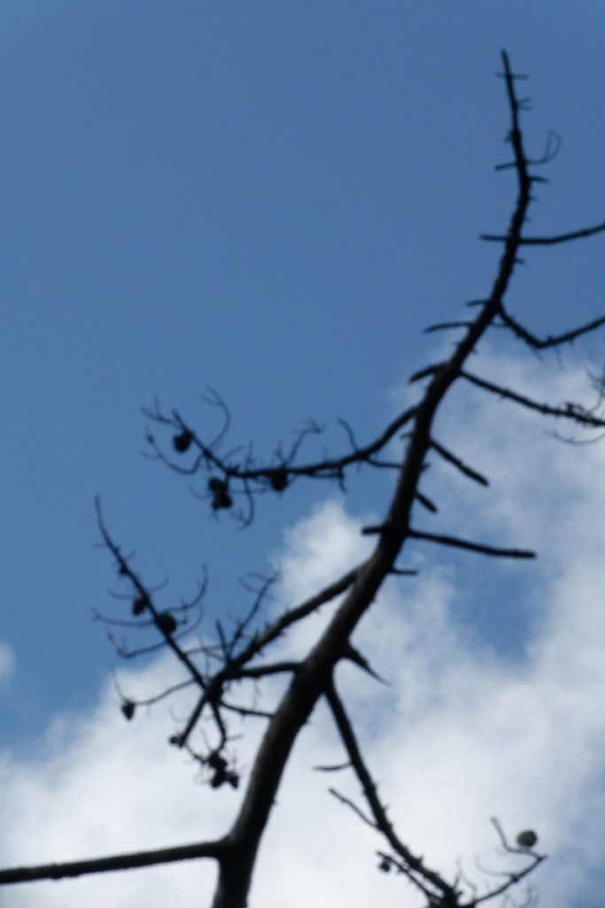 arbre mort, habitat pour de nombreuses espèces