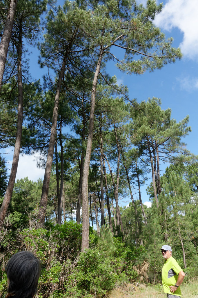 des pins centenaires