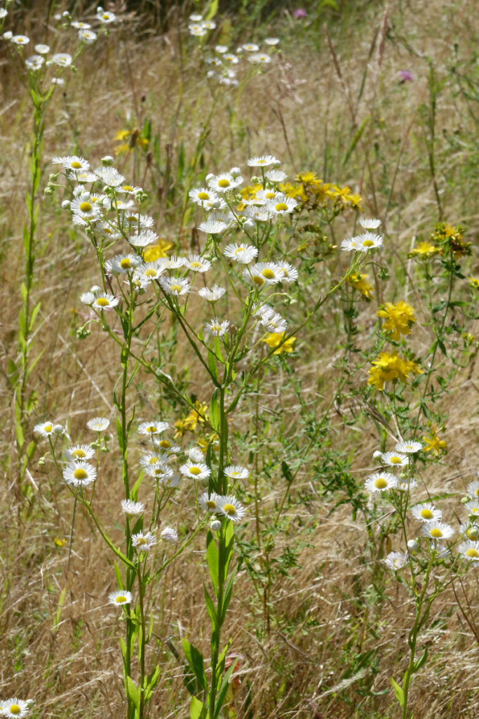 vergerette et millepertuis