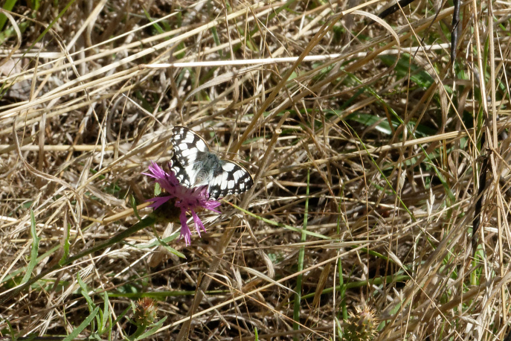 centaurée et papillon demi-deuil