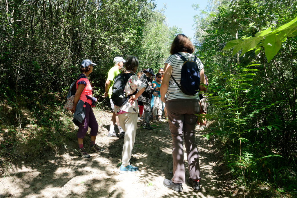 Ailante : plante invasive