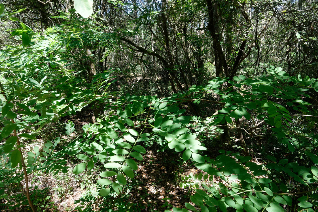 la partie ancienne de la forêt, qui n'a jamais été recouverte par le sable