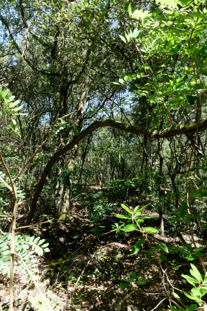 boisement varié et sol noir : caractéristiques d'une vieille forêt