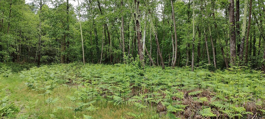 Les aulnes à l'arrière plan