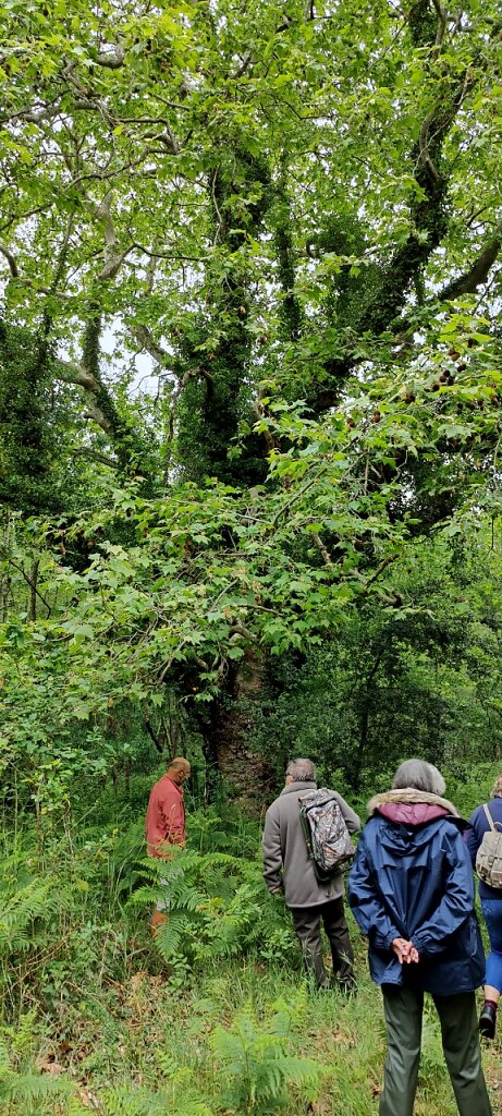 Le célèbre platane