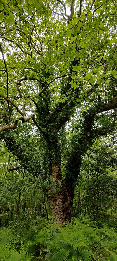 Le célèbre platane