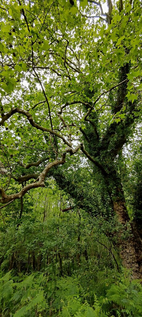 Le célèbre platane