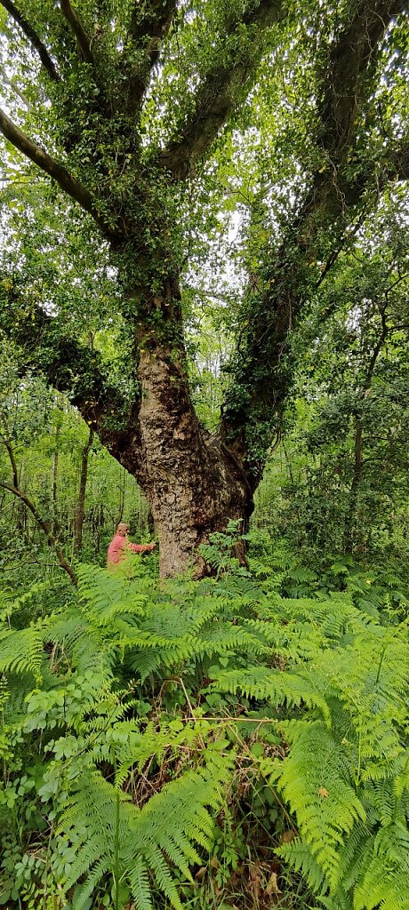 Un tronc et une ramure impressionnants