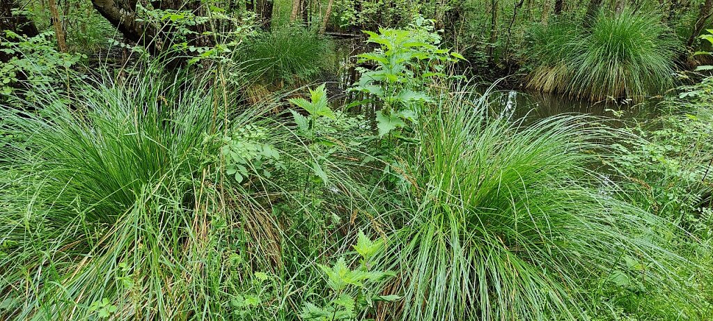 Les touffes de carex ou touradons