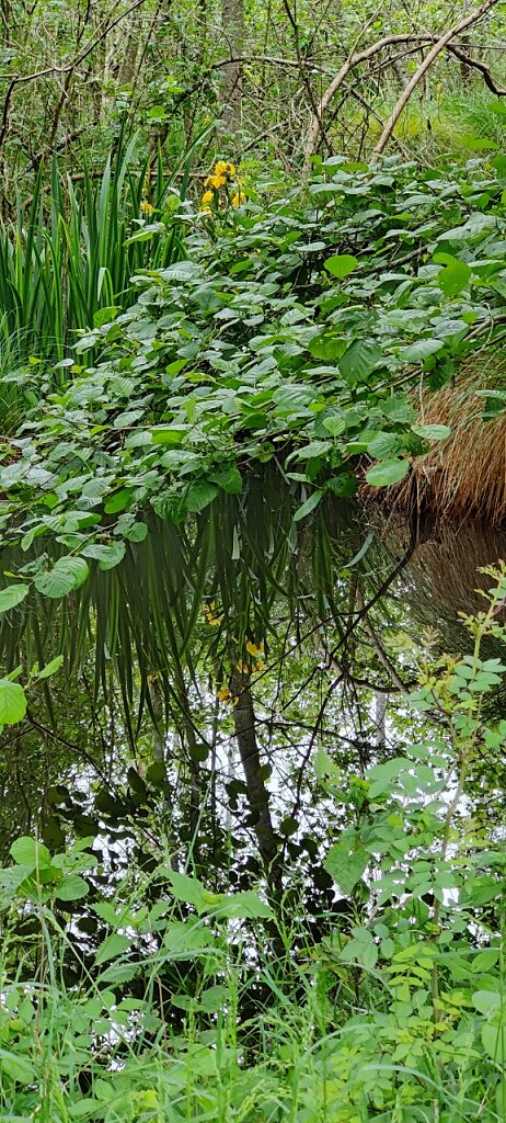 Aulne, carex et iris