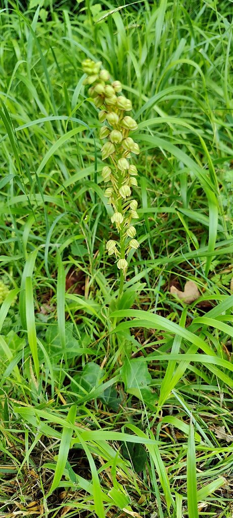 Orchis homme pendu