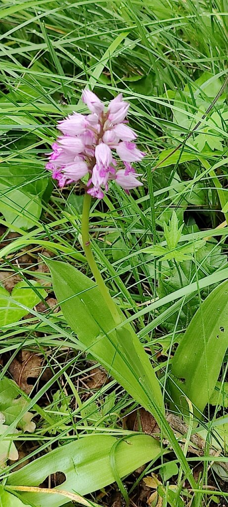 orchis militaris