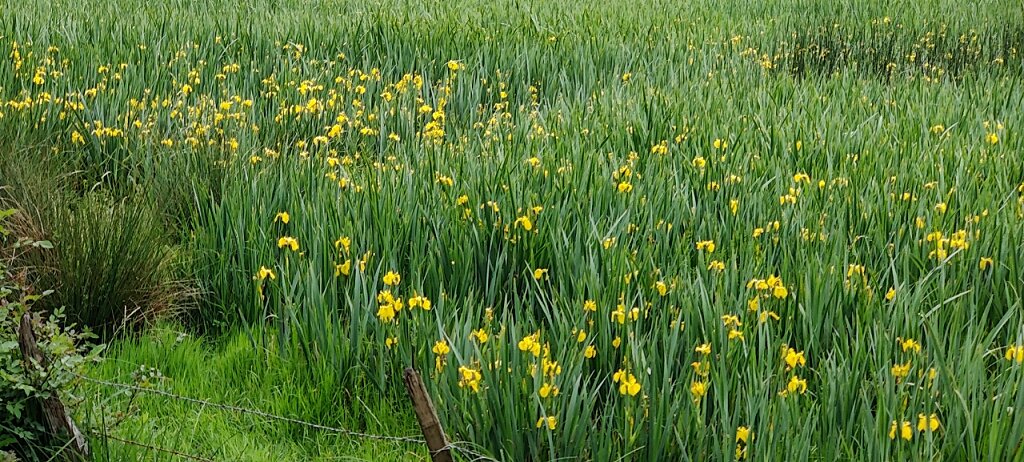 Champ d'iris des marais