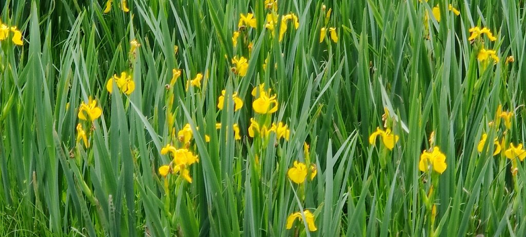 Gros plan sur les iris