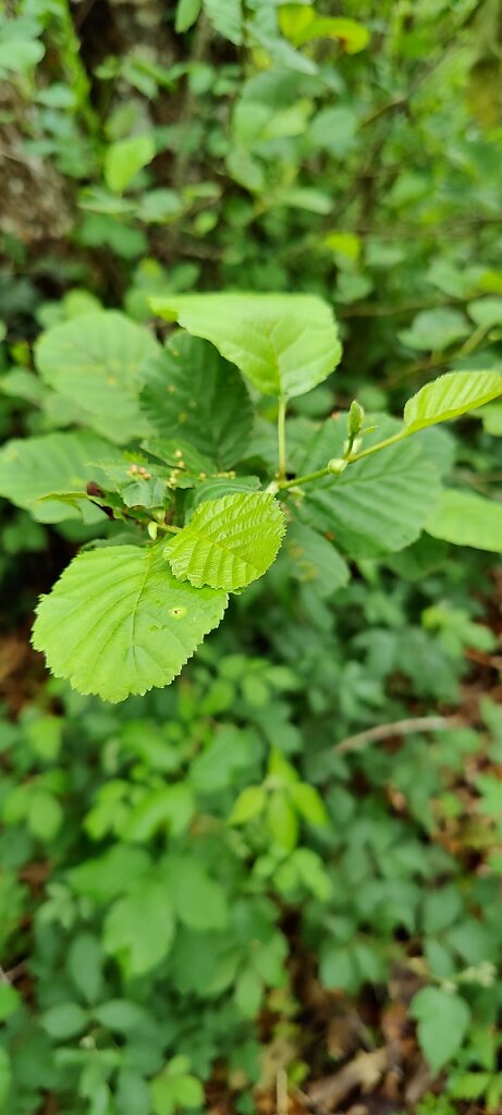 Feuillage de l'aulne ou vergne